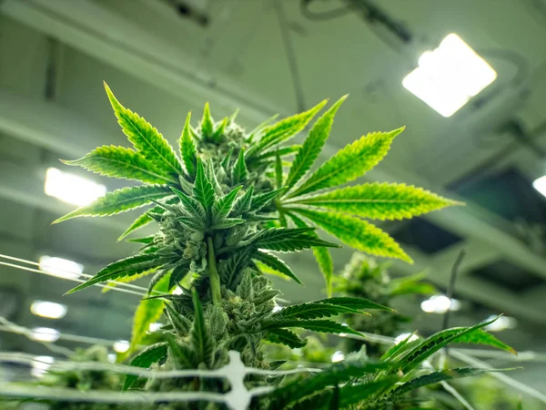 One Cannabis Indica Plant Budding For Harvest in Legalized Marijuana Grow Operation