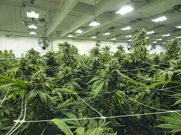 Cannabis Groeien Commerciële Groeien Ruimte Vrouwelijke Ontluikende Marihuana Planten — Stockfoto