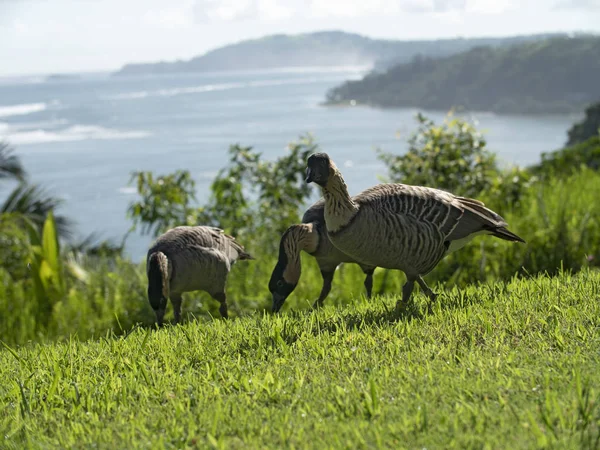 カウアイ島ハワイの寧々 ガチョウ野生絶滅危惧鳥 — ストック写真