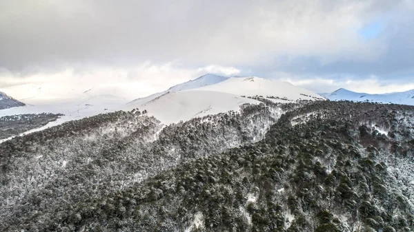 Corralco Chilská bouře v zimě Araucaria Les — Stock fotografie