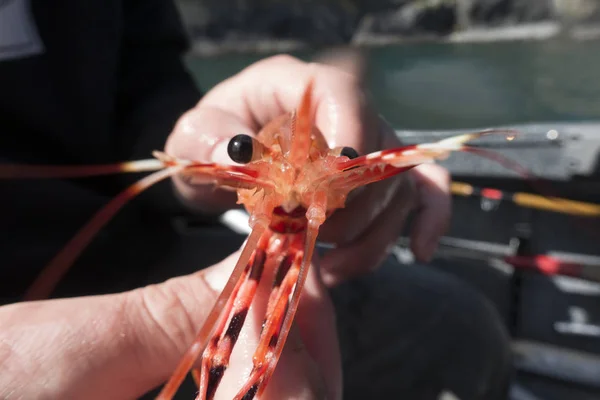 Front View Fisherman Holding Spot Prawn on Fishing Boat