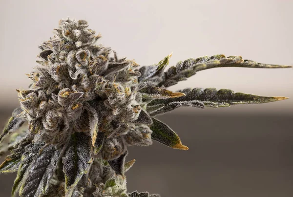 Cannabis Nahaufnahme Kristallknospe Orangenhaare Pflanze Trichome gooey — Stockfoto