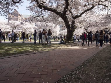 University of Washington Kampüsü İnsanlar Kiraz Çiçekleri Zevk 