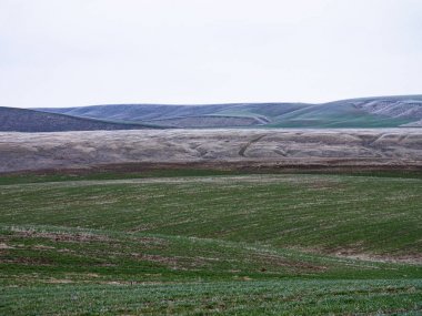 Palouse Hills Washington Kış Soğuk Hava Canlı Yeşil Çim
