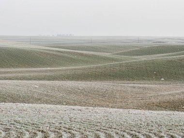 Palouse Hills Frosty Çiftlik Land Washington Abd Kış Sabah Haz
