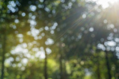 Ormanda güneş ışını, soyut bokeh arka plan ile ufuk yeşil yaprakları.