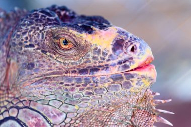 Kertenkele Iguana, Head iguana closeup vurdu.