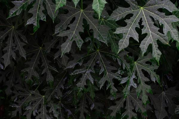 Σκούρο Πράσινο Φυσικό Φόντο Πράσινα Φυσικά Φύλλα Κήπο Κάνοντας Φόντο — Φωτογραφία Αρχείου