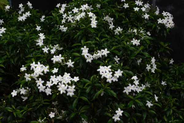 緑色の葉に小さな白い花を咲かせます — ストック写真