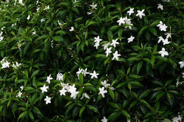 Kleine Weiße Blüten Auf Grünem Hintergrund — Stockfoto