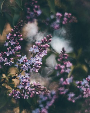 Leylak bulanık doğal zemin üzerine closeup