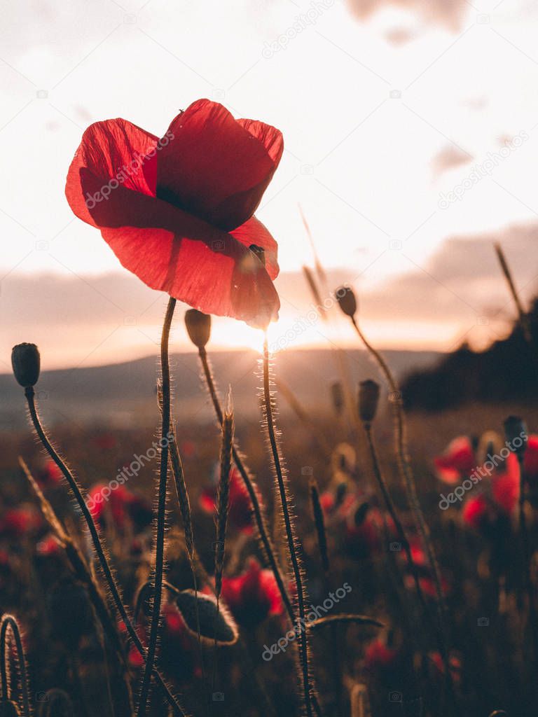 Poppy flower closeup in sunset light