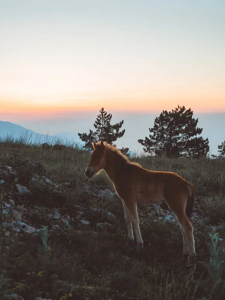 At gündoğumu veya günbatımı ışık dağlarında