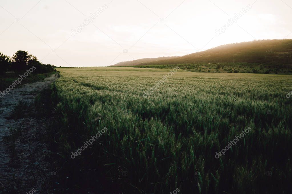 Rye field near mountain in warm sunset light