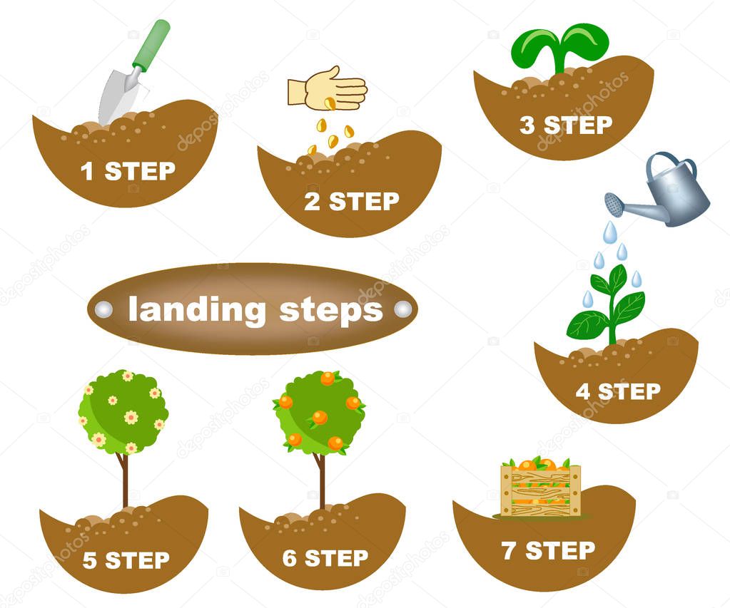 description of planting steps