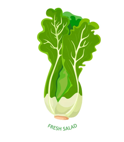 Salat Cartoon Stil Frischer Salat Vektor Illustration Auf Weißem Hintergrund — Stockvektor