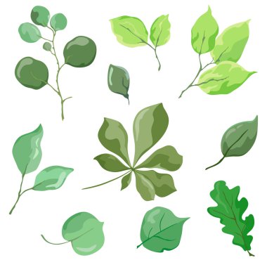 Çiçek dalları ve yaprakları seti. Beyaz arka planda vektör yalıtır. Suluboya tarzında