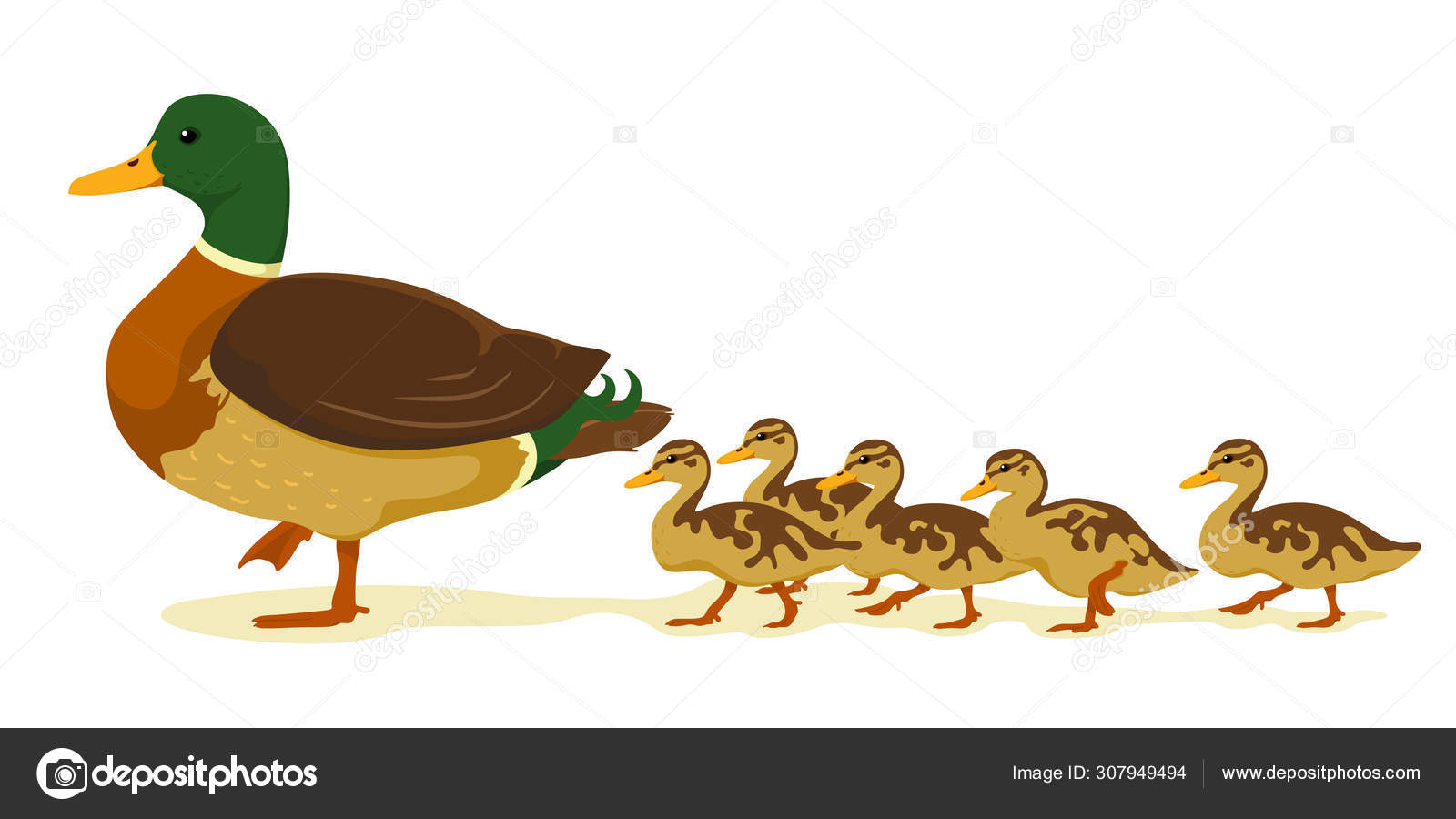 Mom Duck Ducklings Cartoon Flat Style Vector Isolate White Background Stock  Vector Image by ©EkaterinaSun #307949494