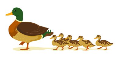 Karikatür düz tarzı nda ördek yavruları ile Anne ördek. Vektör beyaz bir arka plan üzerinde izole. Yaban ördekleri.
