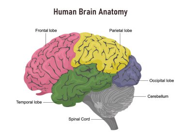 İsimleri olan bölümlerde insan beyninin anatomisi. Beyaz arka planda vektör çizimi.