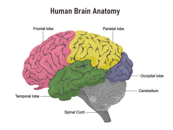 Anatomía Del Cerebro Humano Departamentos Con Nombres Ilustración Vectorial Sobre — Archivo Imágenes Vectoriales