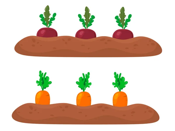 Ripe Carrots Beets Garden Garden Bed Vector Illustration Cartoon Flat — Stock Vector