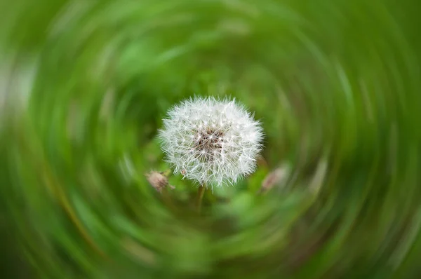 Uzay karahindiba üzerinde rulo