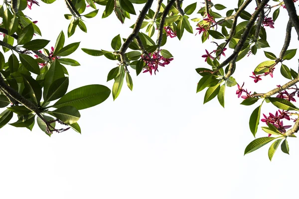 Plumeria Virág Fehér Frangipani Trópusi Virág Virágzik Spa Virág Elszigetelt — Stock Fotó