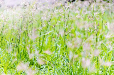 Güzel şeyler, çiçekli çimenlerin üzerinde uzun bir süre bu Dünya Doğa oluşturur, sabah güneş ışığı, parlak yeşil rüzgarda uçmak, aranan ortamı bu gibi insanlar.
