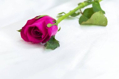 Gül bir işaret evrensel aşk, Beyaz ipek bir kırmızı gül, duygularını ifade Love gençlik içinde.