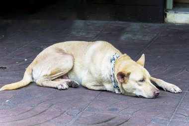 Köpekler en dürüst hayvan ve bizimle en samimi, en eski zamanlardan beri insan aile sahiplerinin köpek bir sorun toplumun sokak.