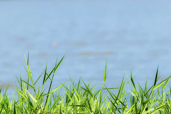 Köpüklü Mavi Yeşil Çim Güneş Işığı Yansıması Göl Alanı Sağlıklı — Stok fotoğraf