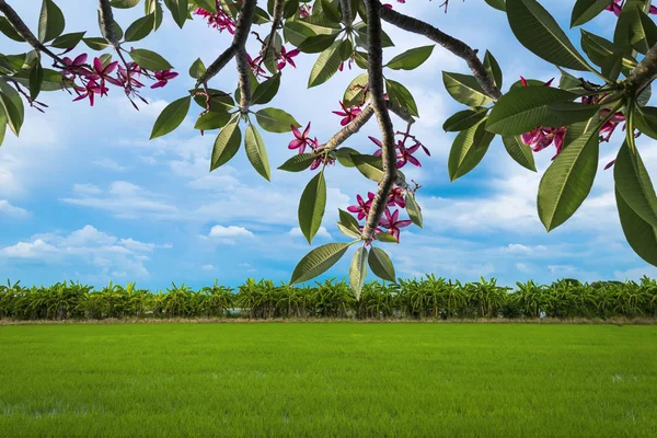 Pura Naturaleza Que Más Queremos Comida Mayoría Gente Mundo Arroz —  Fotos de Stock