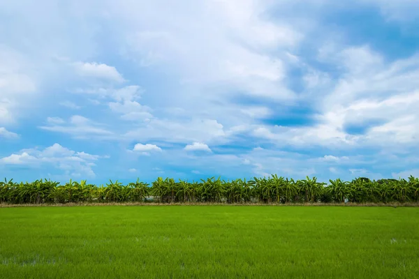 纯净自然这是我们最想要的 世界上大多数人的食物是大米 稻田里满是水稻田 — 图库照片