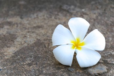 Tayland, arka plan ve doku taş zemine güzel plumeria çiçek. 