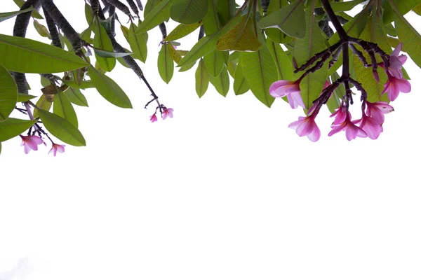 Plumeria Květ Růžové Keře Tropická Květina Kvetoucí Strom Květinové Lázně — Stock fotografie