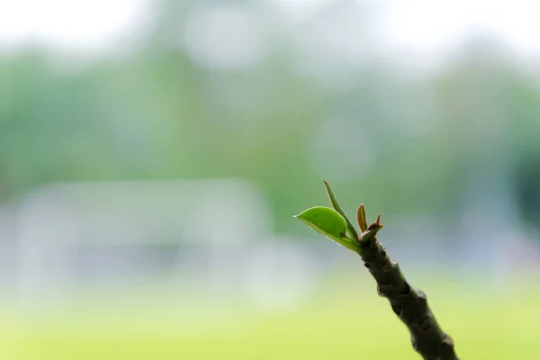 Der Anfang Ist Etwas Passieren Muss Die Äste Sind Gerade — Stockfoto