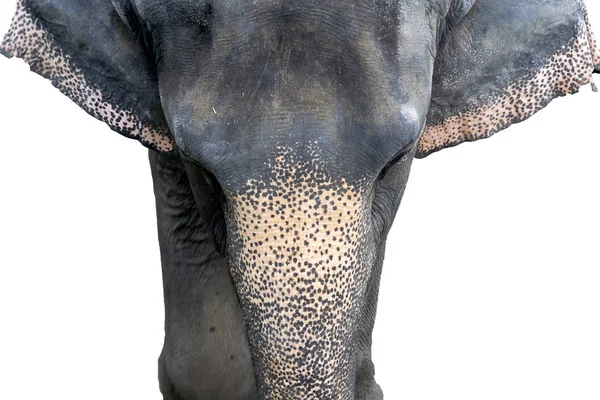 Elefante Tailandês Solitário Caminhando Através Fundo Branco Elefante Ásia Está — Fotografia de Stock