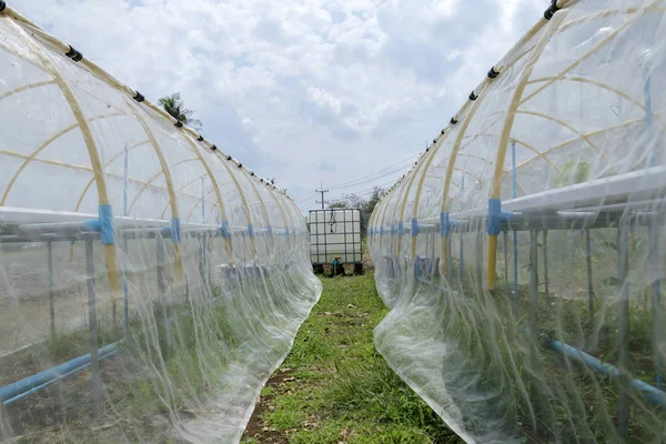 Preparing equipment for growing non-toxic vegetables,Planting non-toxic vegetables Vegetable garden vegetables can be eaten. And it can also be studied as well.select focus.