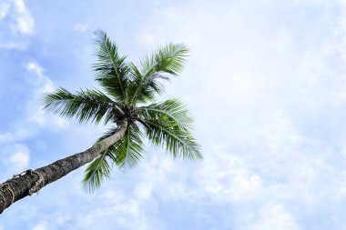 Güzel Hindistan cevizi ağaçları doğa cazibesi ile. Görkemli gökyüzü parlak değildir. Beyaz bulutlar yüzen