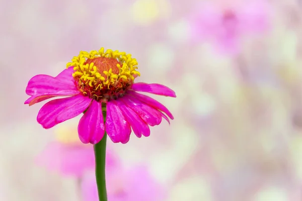 Flower Red Yellow Stamen Flowering Background Flowers — Stock Photo, Image