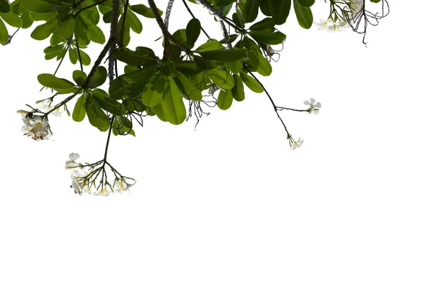 Plumeria Λουλούδι Λευκό Frangipani Τροπικό Λουλούδι Ανθίζοντας Δέντρο Spa Λουλούδι — Φωτογραφία Αρχείου