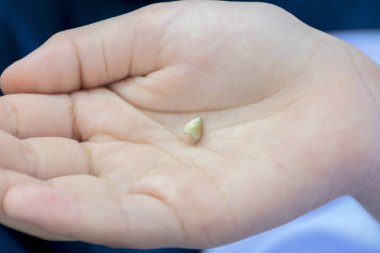 Gösteren bebek dahildir ilk dışarı, palm, orada koymak diş şekilde kalkınma değiştirir..