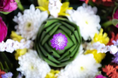 Pembe çiçekler çok polen, tatlı su kaynağı, böcekler için ihtiyaç ile. Arka planında yeşil yaprak ve çiçek var.