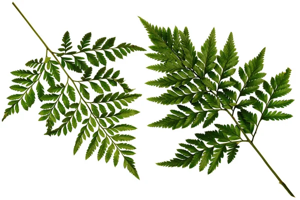 Twee Groene Bladeren Fern Tropisch Regenwoud Gebladerte Plant Geïsoleerd Een — Stockfoto