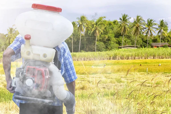 Workers Employed Farmers Make Spraying Herbicides Paddy Morning Middle Paddy — Stock Photo, Image