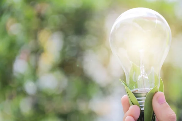 Energibesparing Konceptet Barnets Hand Hålla Lampa Mitt Naturen Grön Trä — Stockfoto