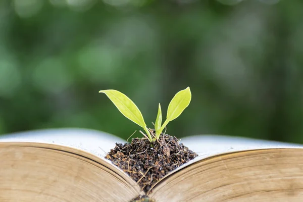 Educação Muito Importante Para Todos Livro Despejado Solo Nele Aumentar — Fotografia de Stock