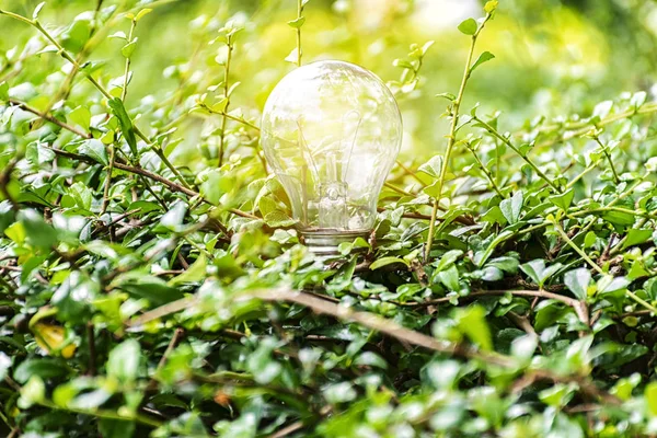 Naturlig Energi Glödlampa Gröna Blad Ekologi Begreppet Global Visar Världens — Stockfoto