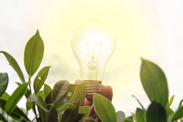 Energibesparing Konceptet Man Håller Lampa Mitt Naturen Grön Trä Belysning — Stockfoto